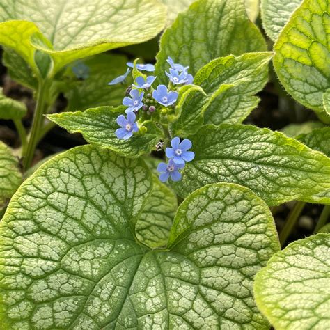 heartleaf brunnera