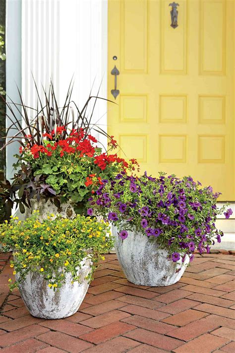 heat tolerant plants for containers