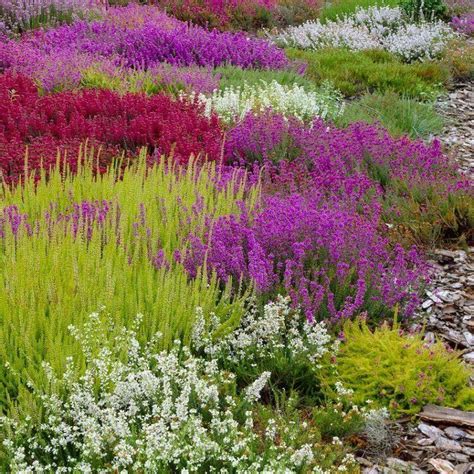 heather companion plants