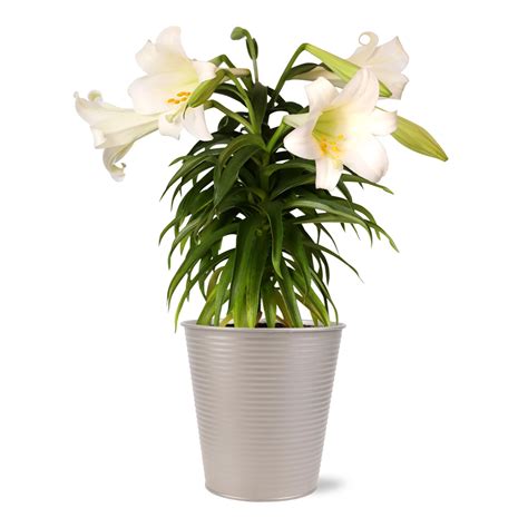 heb easter lilies