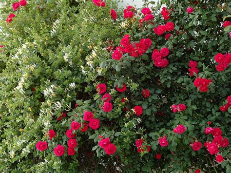 hedge rose bushes