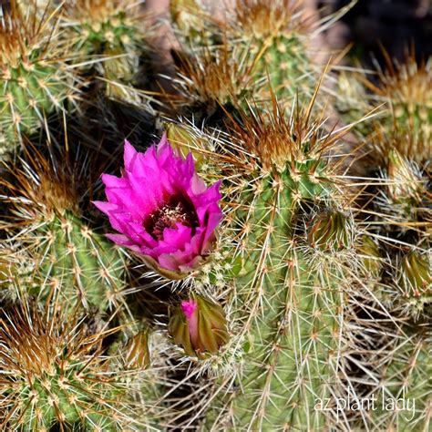 hedgehog cactus flower
