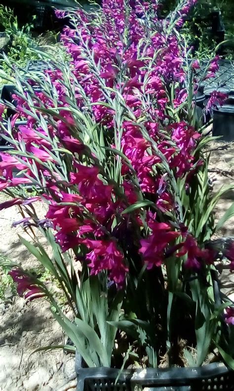 heirloom gladiolus