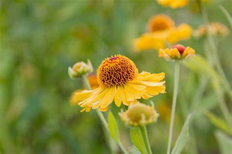 helenium autumnale