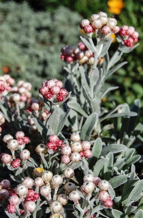 helichrysum amorginum ruby cluster