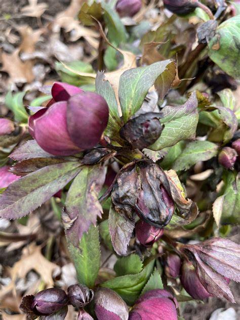hellebore plant problems