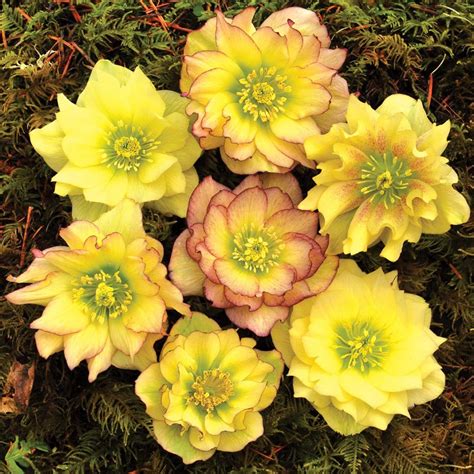 helleborus golden lotus