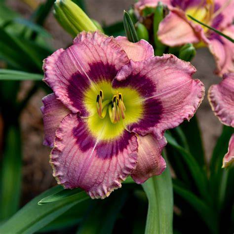 hemerocallis always afternoon
