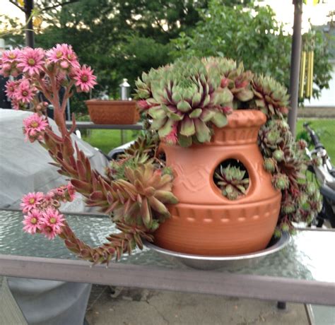 hen and chick plant poisonous