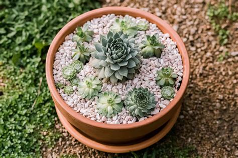 hen and chicks