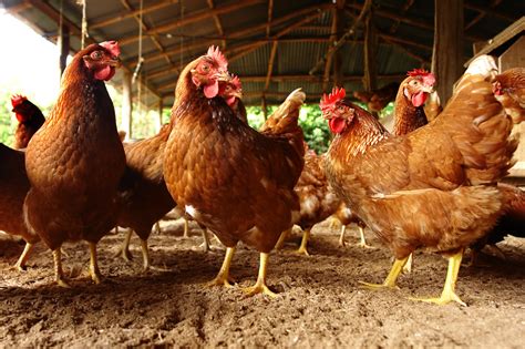 Perawatan dan Pembersihan Tempat Ayam