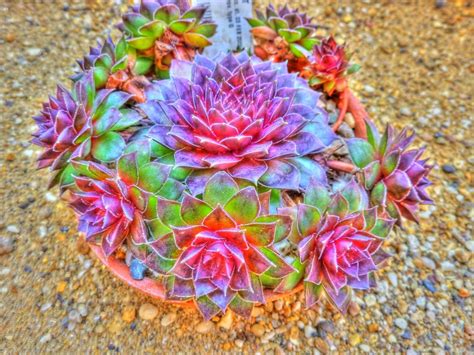 hens and chicks cactus