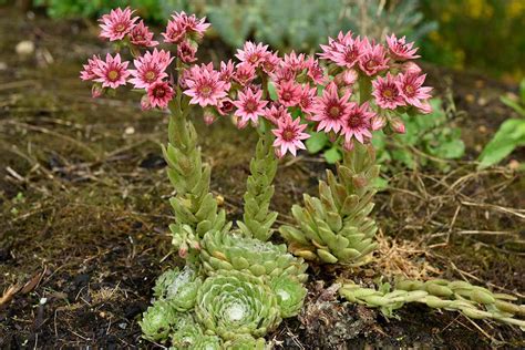 hens and chicks flower