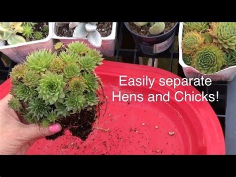 Hens and chicks propagation