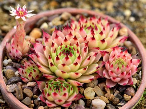 Hens and chicks plant varieties