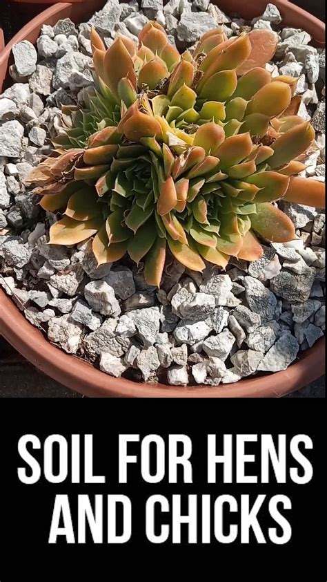 hens and chicks potting soil