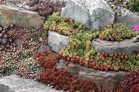 hens and chicks rock garden