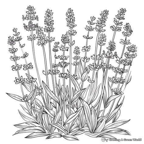 herb coloring pages