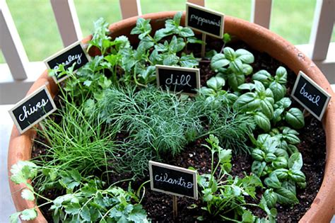 herb garden pots