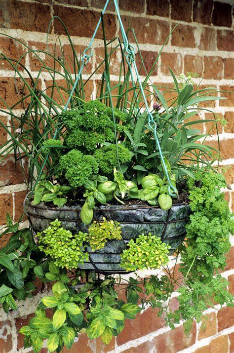 herb hanging basket