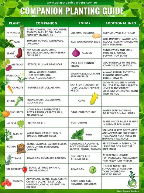herb vegetable companion planting chart