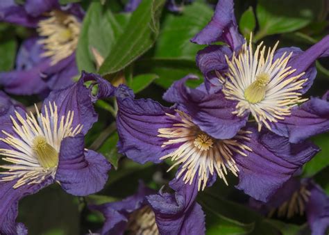 herbaceous clematis