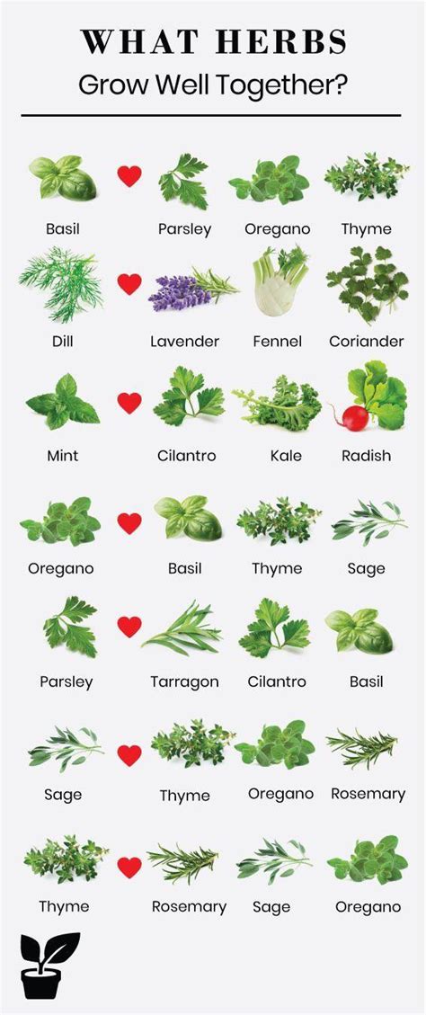herbs that can grow together