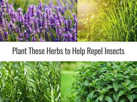 herbs that repel bugs
