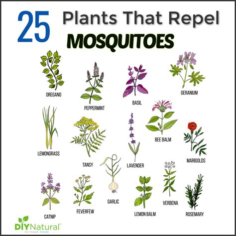 herbs that repel insects
