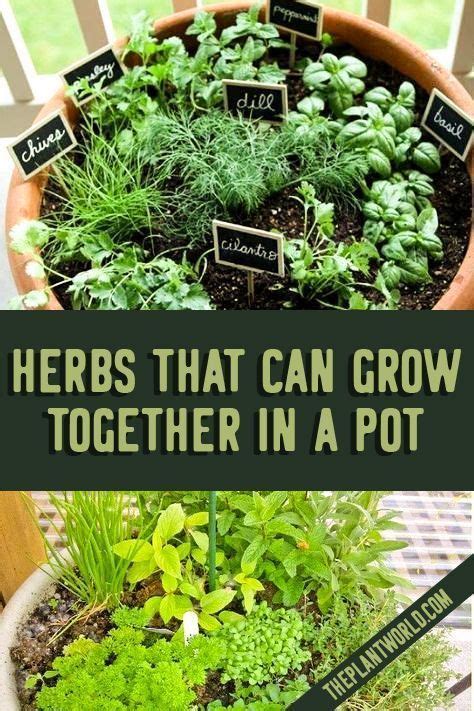 herbs that you can plant together