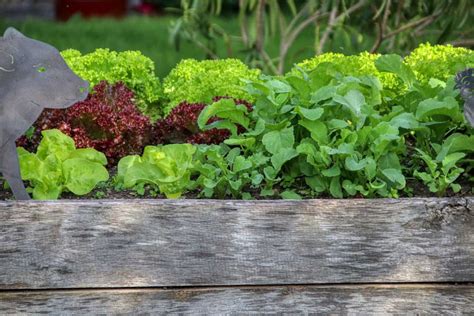 herbs to grow together in raised bed