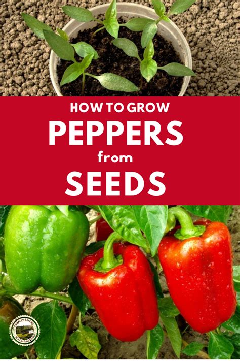 herbs to grow with peppers