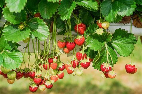 herbs to grow with strawberries
