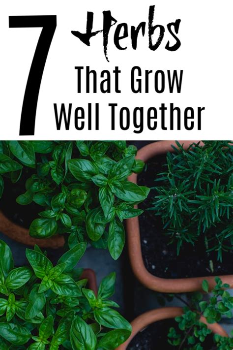 herbs you can grow together