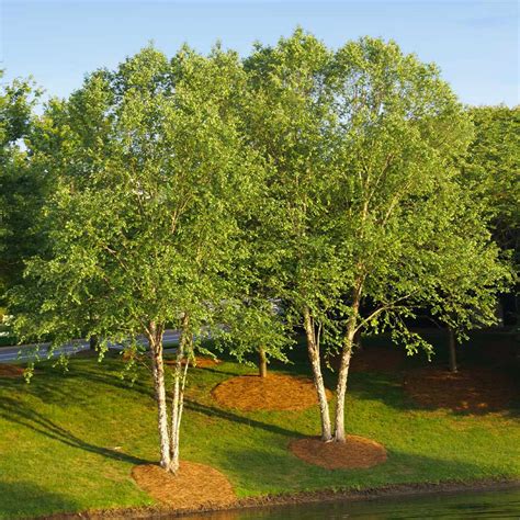 heritage river birch tree