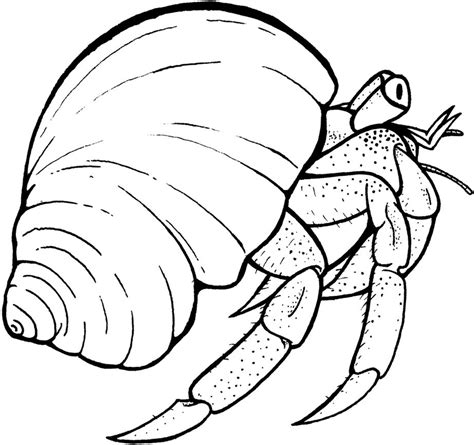 hermit crab coloring pages