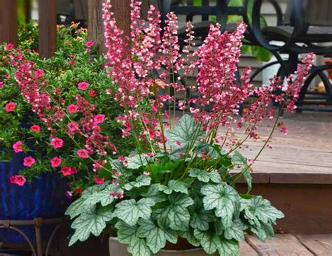 heuchera berry timeless