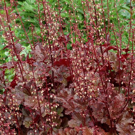 heuchera chocolate