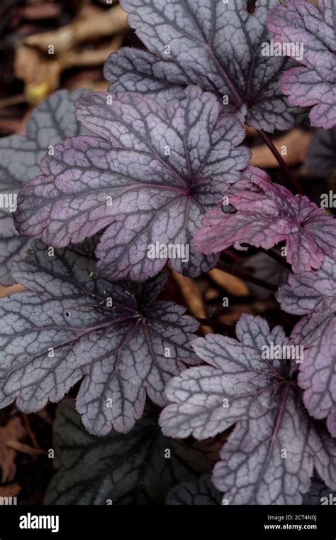 heuchera dark leaves