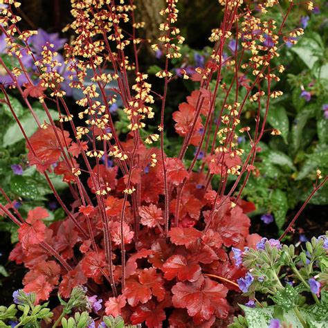 heuchera root beer