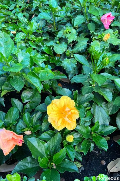Hibiscus Companion Plants: Creating a Beautiful and Harmonious Garden