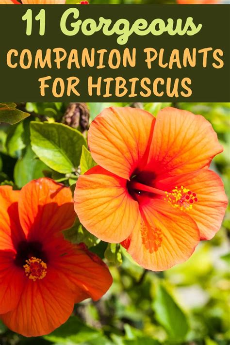 hibiscus plant companion plants