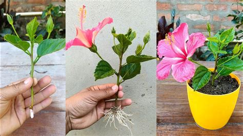 hibiscus propagation