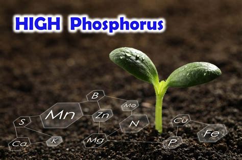 high phosphorus in soil