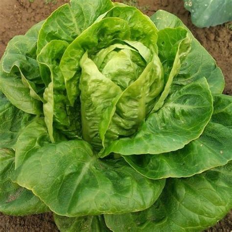 high-quality lettuce seeds