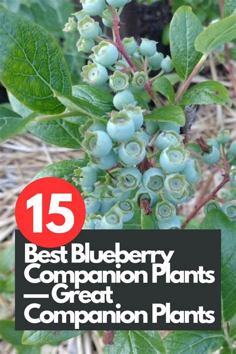 highbush blueberry companion plants