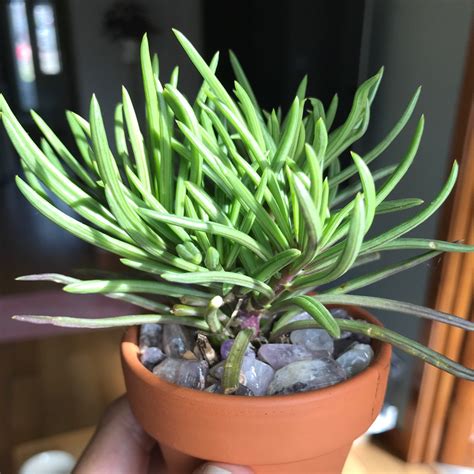 himalaya senecio archeri care