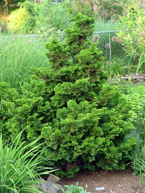 hinoki cypress companion plants