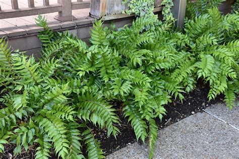 holly fern companion plants