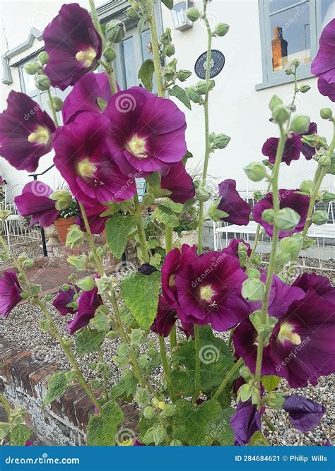 hollyhocks purple